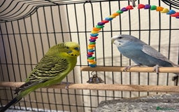 Budgerigars birds for sale: Two Budgies  - Image 1