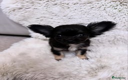 Chihuahua dogs for sale: One left! KC Reg Chihuahua Puppies-  Ready Now - Image 4