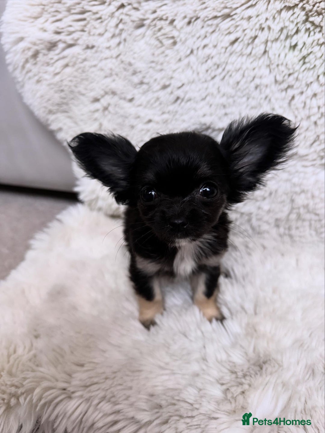 Chihuahua dogs for sale: One left! KC Reg Chihuahua Puppies-  Ready Now - Image 4