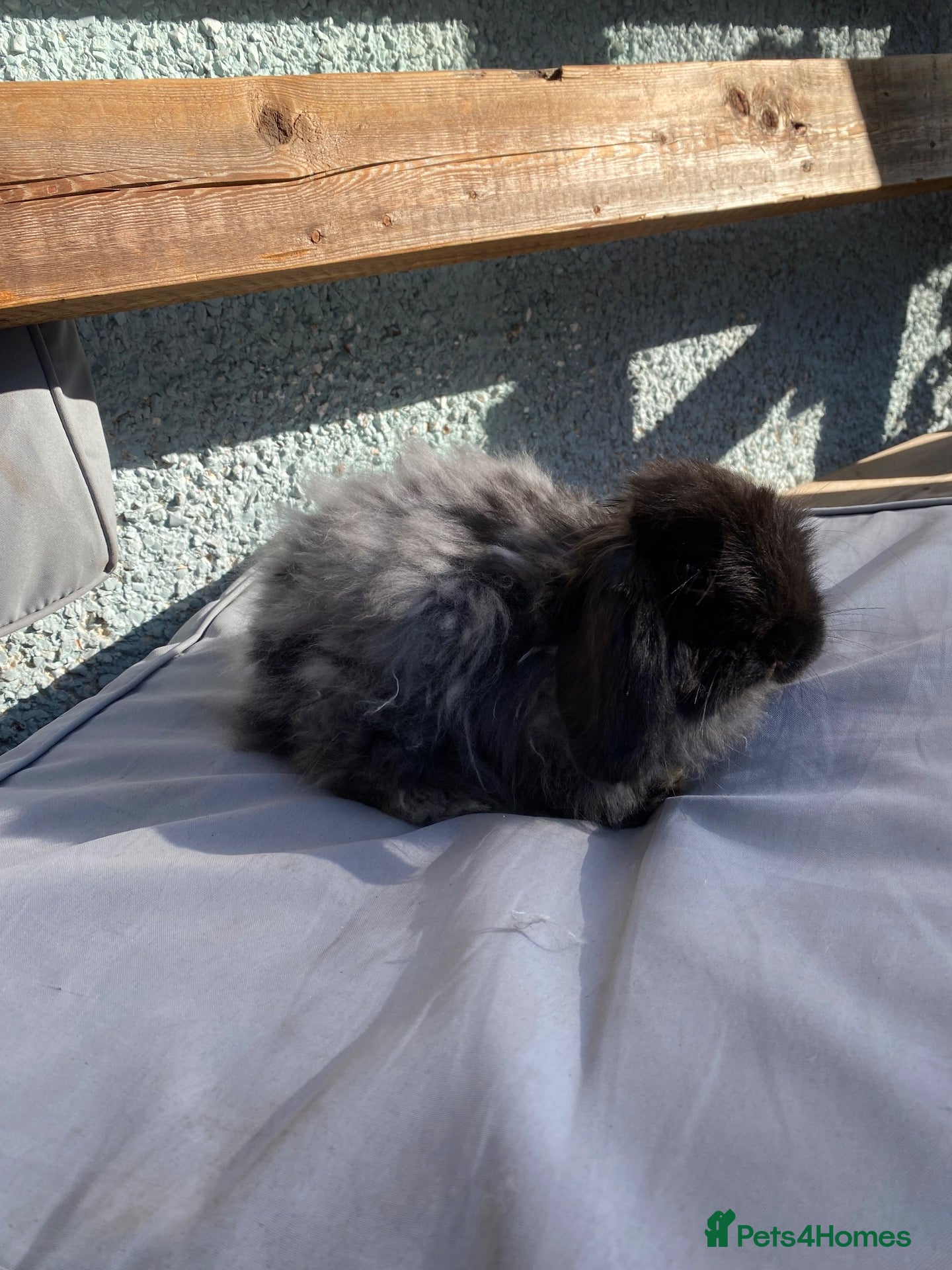 Mini Lop rabbits Two super friendly gorgeous mini lops - Advert 1