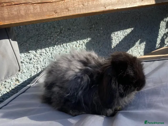 Mini Lop rabbits for sale: super friendly gorgeous mini lops - Advert 2