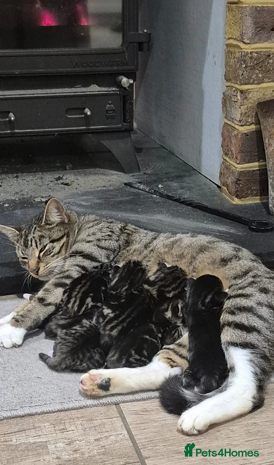 Mixed Breed cats for sale: Beautiful Tame Friendly Kittens for sale - Advert 2