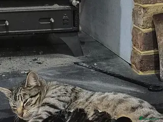 Mixed Breed cats Beautiful Tame Friendly Kittens for sale - Advert 1