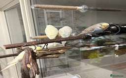 Budgerigars birds for sale: Young budgies happy&healthy in London - Image 3