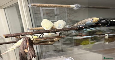 Budgerigars birds - Advert 15