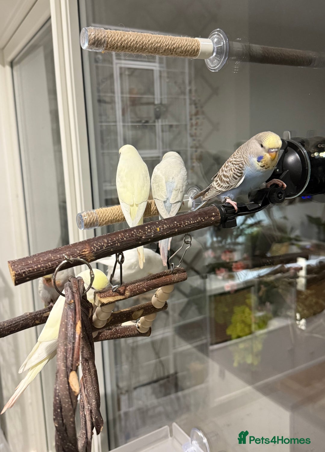 Budgerigars birds for sale: Young budgies happy&healthy in London - Image 3