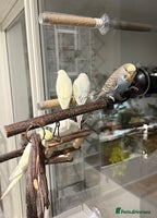 Budgerigars birds - Advert 7