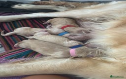 Golden Retriever dogs for sale: Golden retriever puppies  - Advert 3