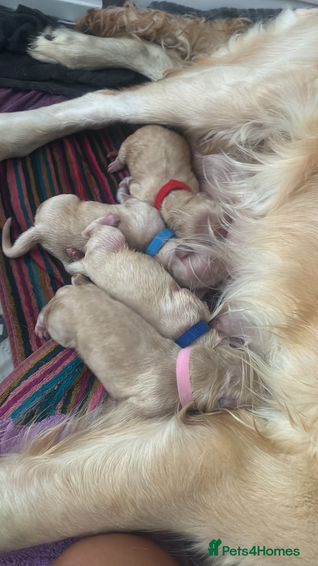 Golden Retriever dogs for sale: Golden retriever puppies  - Advert 3