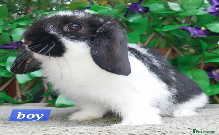 Mini Lop rabbits - Advert 16