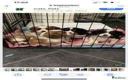 Cavalier King Charles Spaniel dogs for sale: king charles cavalier  - Image 13
