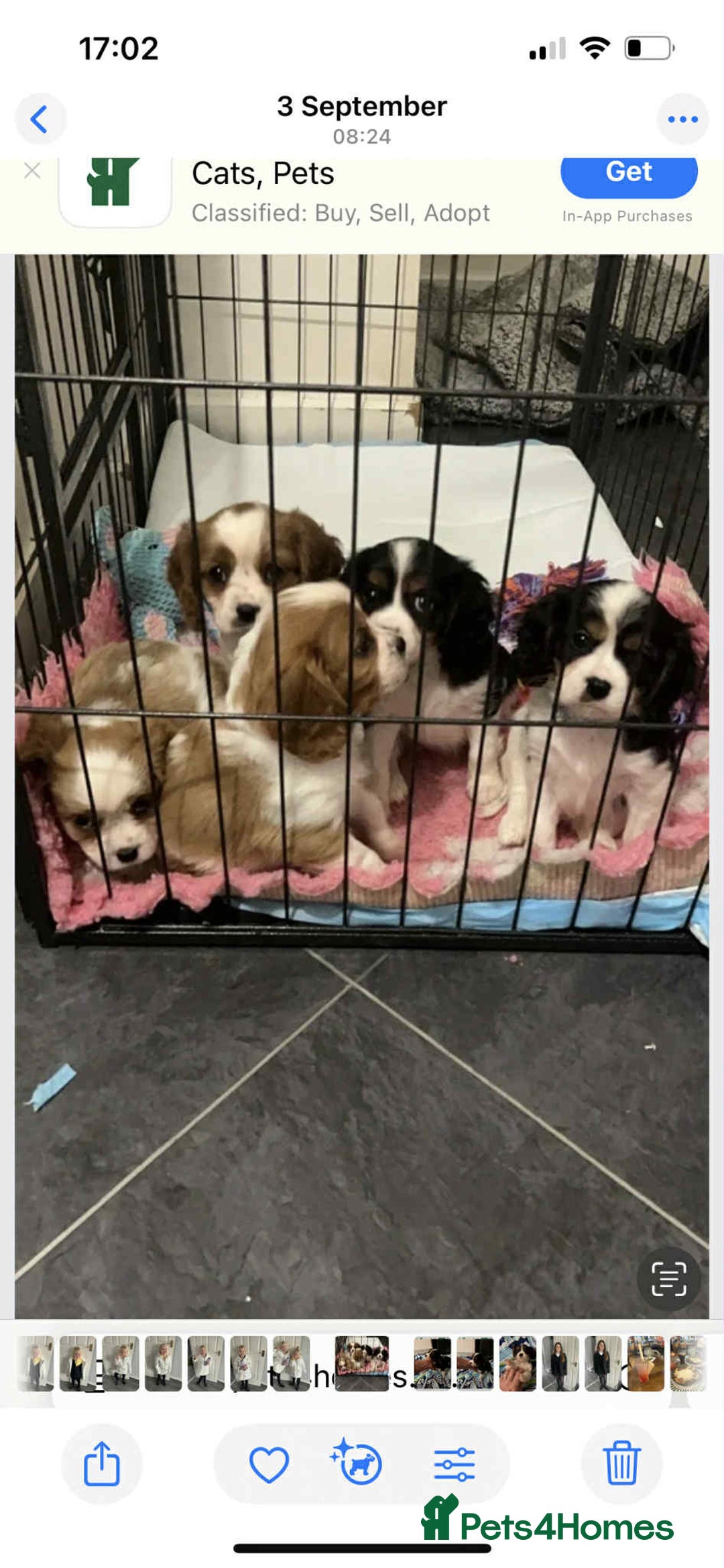 Cavalier King Charles Spaniel dogs for sale: king charles cavalier  - Image 13