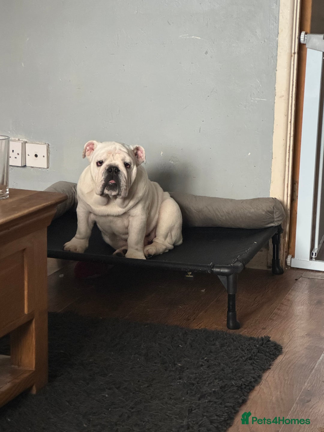 English Bulldog dogs for sale: Brother and sister for sale £2500 for both  - Advert 7