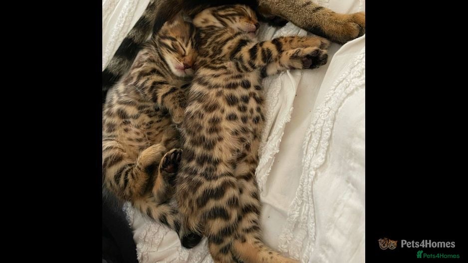 Bengal cats Bengal x kittens available  - Advert 1