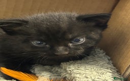 Domestic Shorthair cats for sale: 2 pretty girls - Image 5