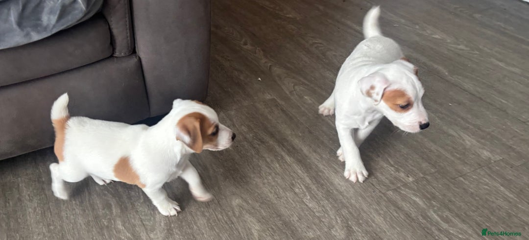Jack Russell dogs for sale: Jack Russell terrier  - Image 10