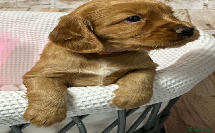 Cocker Spaniel dogs - Advert 3