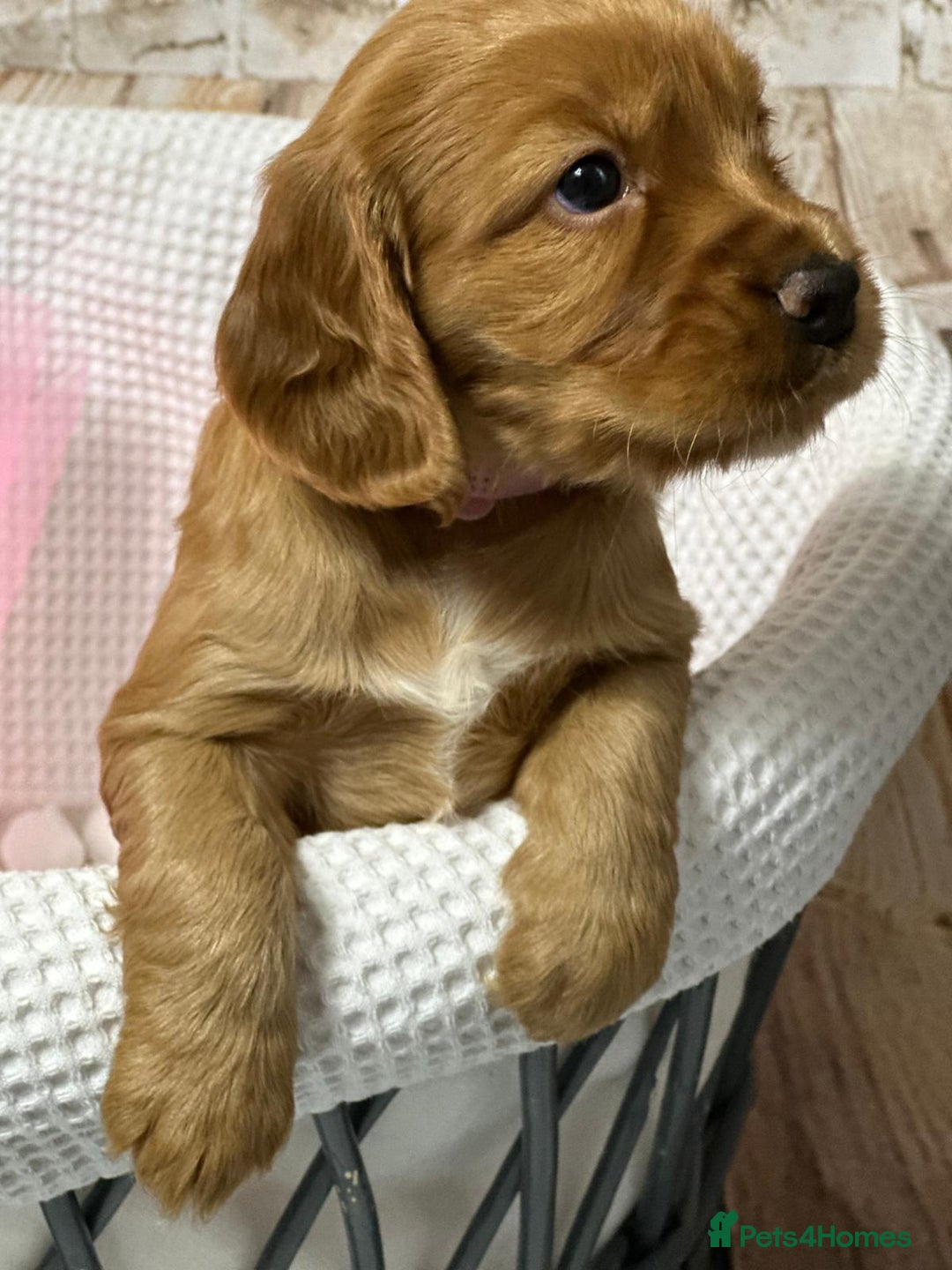 Cocker Spaniel dogs for sale: Cocker Spaniel puppies - Image 6