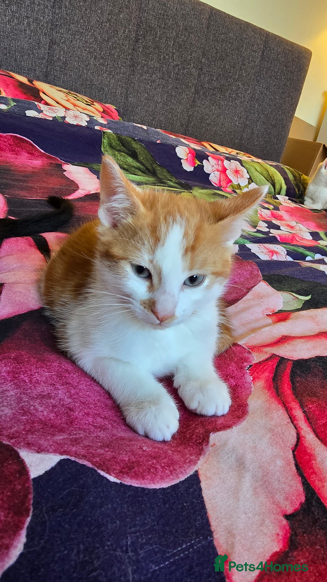 Mixed Breed cats for sale: Kittens - ready to go now. - Advert 8