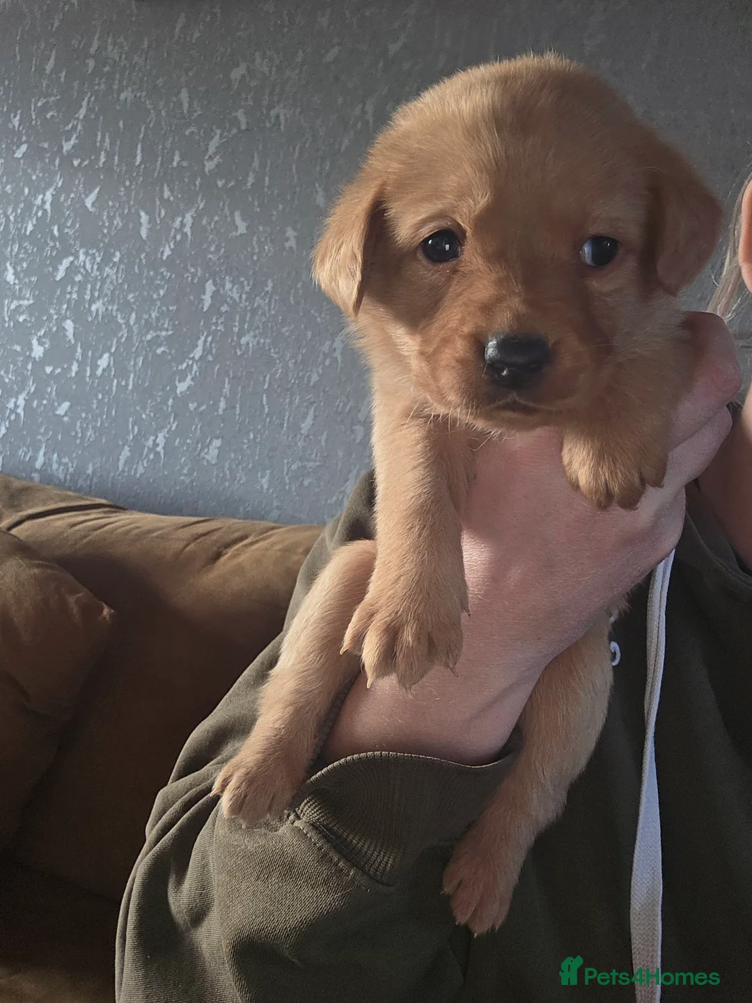 Labrador Retriever dogs for sale: 8 labrador puppies for sale  - Advert 5