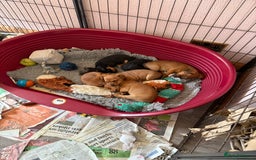 Jack Russell dogs for sale: Gorgeous Jack Russell Puppies - Image 17