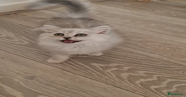 Persian cats - Advert 4