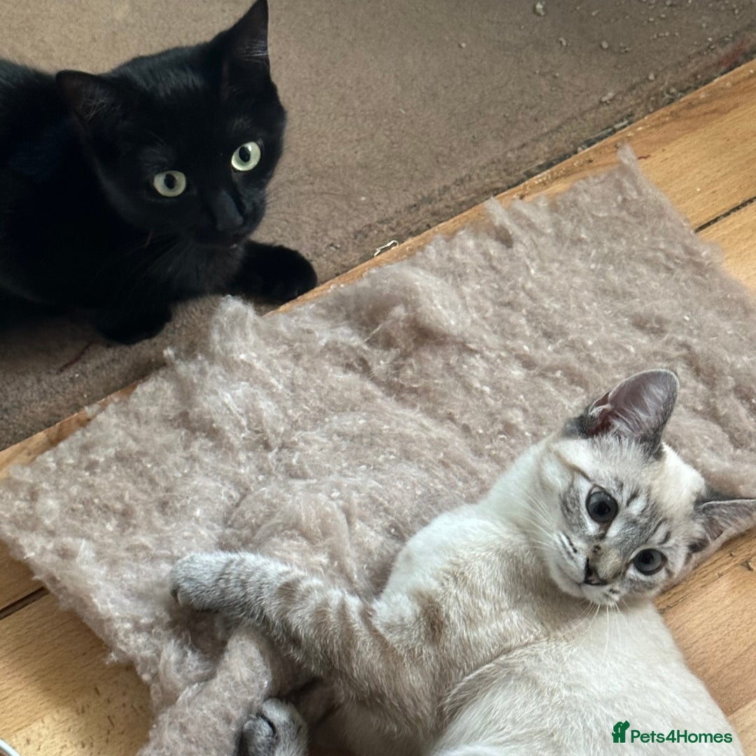 Siamese cats for sale: Beautiful Siamese Looking for a Loving Home  - Advert 7