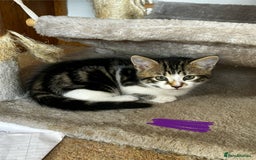 Mixed Breed cats for sale: 5 Mixed Breed Kittens For Sale ! - Image 8