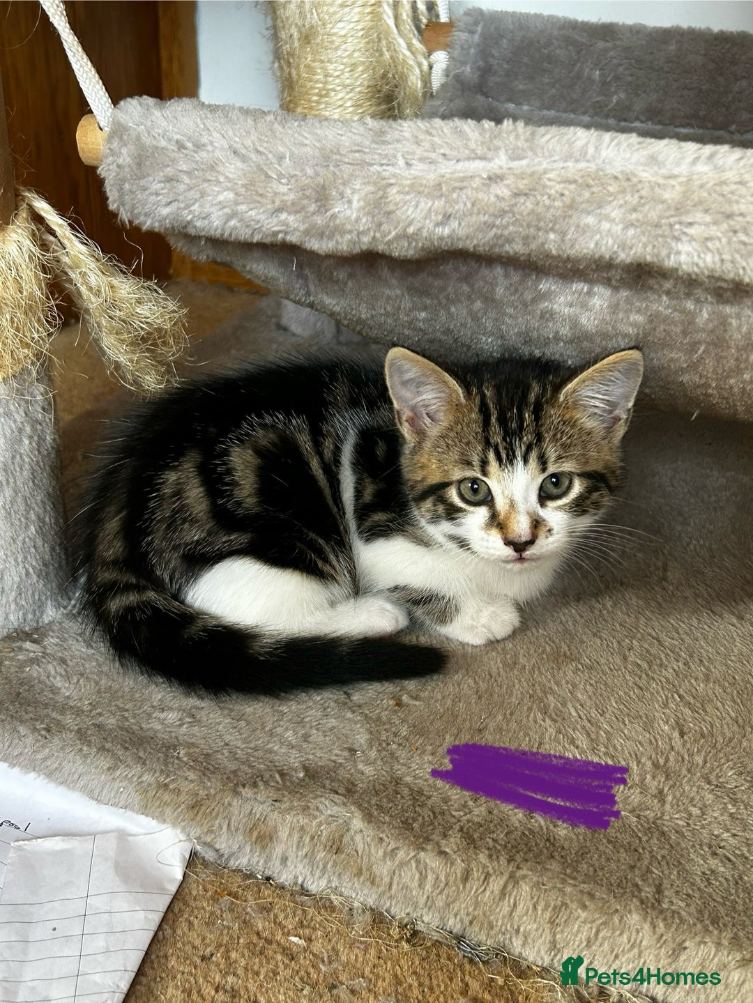 Mixed Breed cats for sale: 5 Mixed Breed Kittens For Sale ! - Image 8