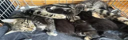 Mixed Breed cats for sale: Beautiful bengal x  - Advert 20