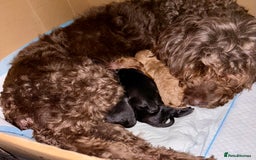 Cockapoo dogs for sale: ✨ Gorgeous Cockapoo Puppies ✨ - Image 24