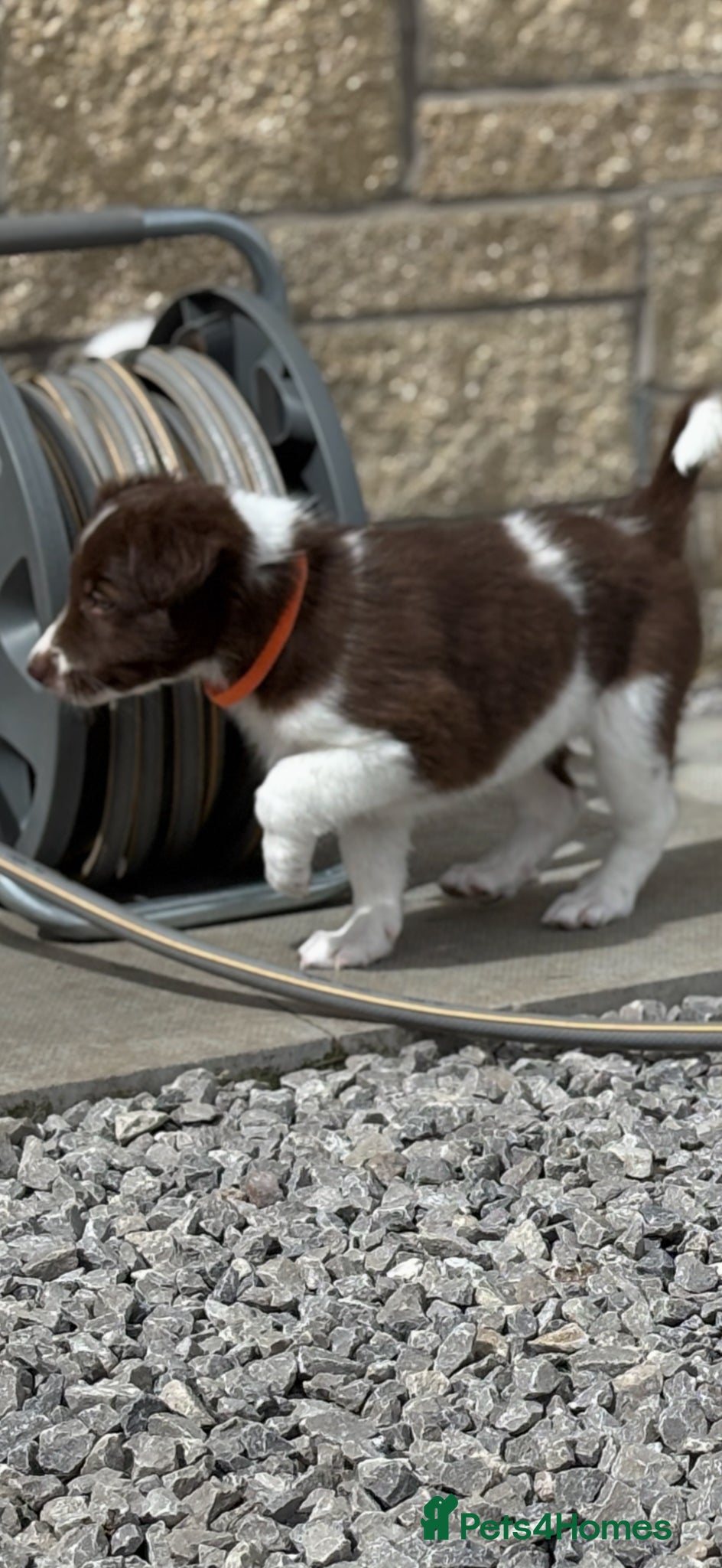 Border Collie dogs Exceptional Border collie puppy  - Advert 1