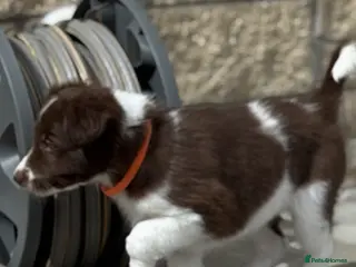Border Collie dogs Exceptional Border collie puppy - Advert 1