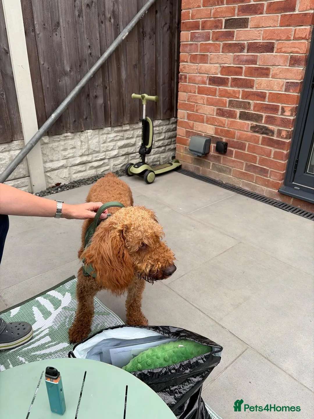 Goldendoodle dogs for sale: 10 month Double Goldendoodle Needs New Home in Sheffield - Advert 4