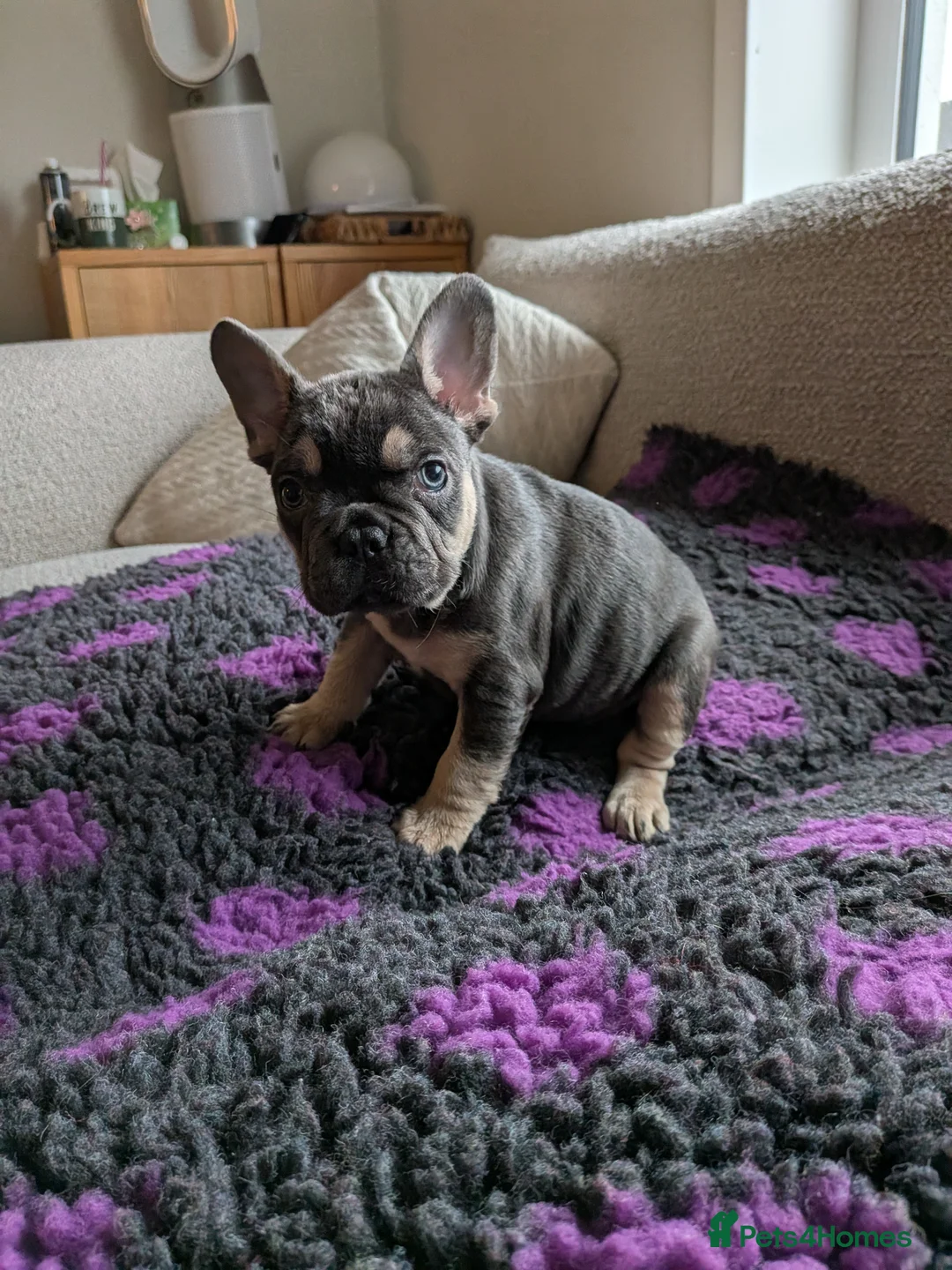 French Bulldog dogs for sale: Reduced fluffy/carriers Frenchies - Advert 1