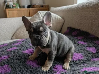 French Bulldog dogs Reduced fluffy/carriers Frenchies - Advert 8