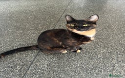 Domestic Shorthair cats for sale: 3x grey kittens ready to leave (2x male, female) - Image 9