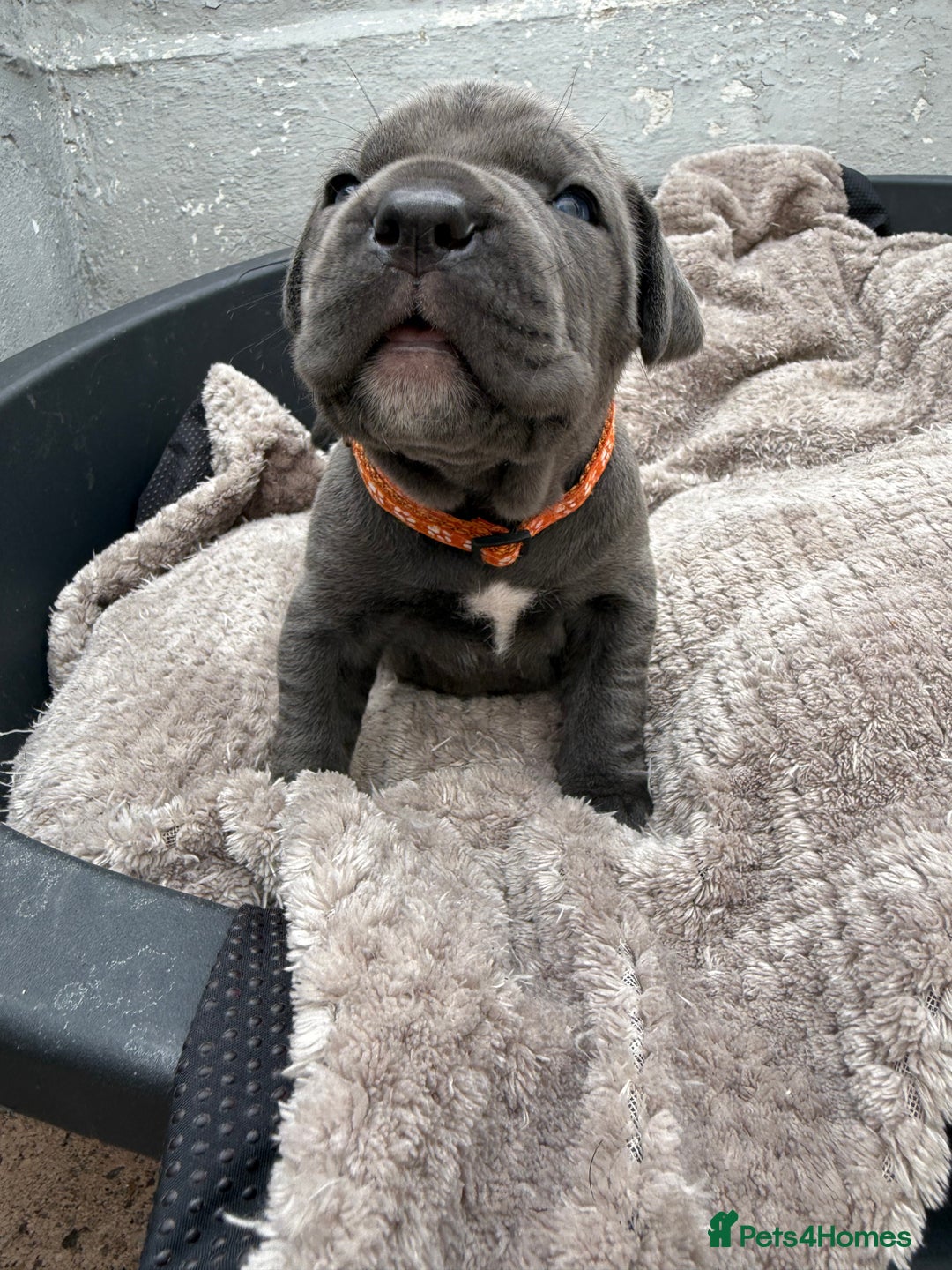 Cane Corso dogs for sale: Stunning blue cane corso litter - Image 12