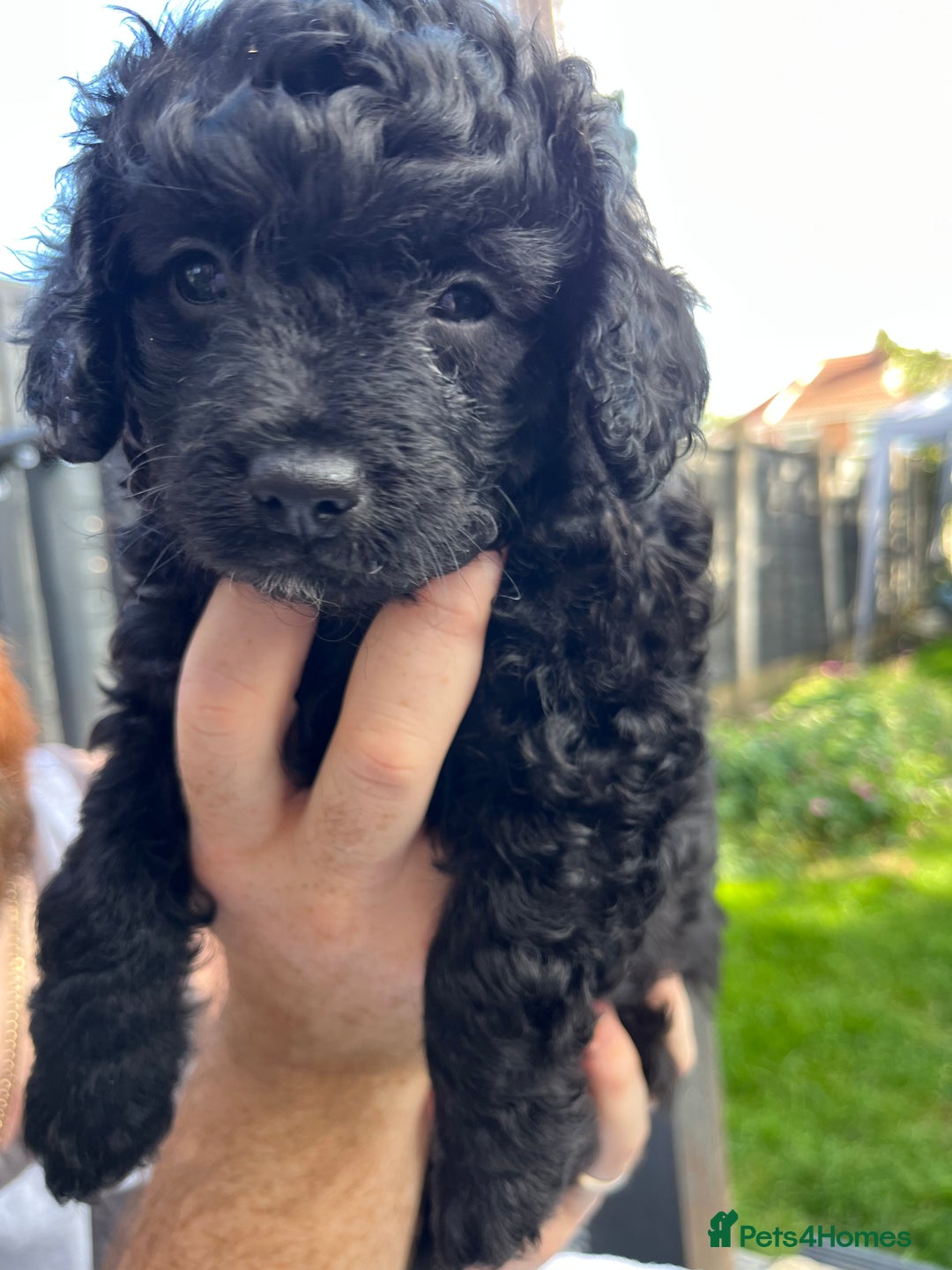 Yorkiepoo dogs for sale: Yorkiepoo cockapoo  - Image 16