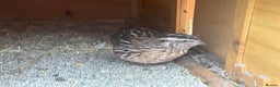 Mixed Breed birds for sale: Male Quail looking for a loving new home - Advert 7