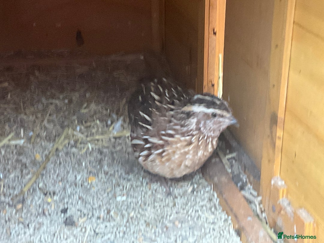 Mixed Breed birds for sale: Male Quail looking for a loving new home - Advert 7