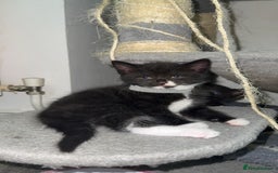 Mixed Breed cats for sale: Beautiful Kittens for sale!  - Image 17