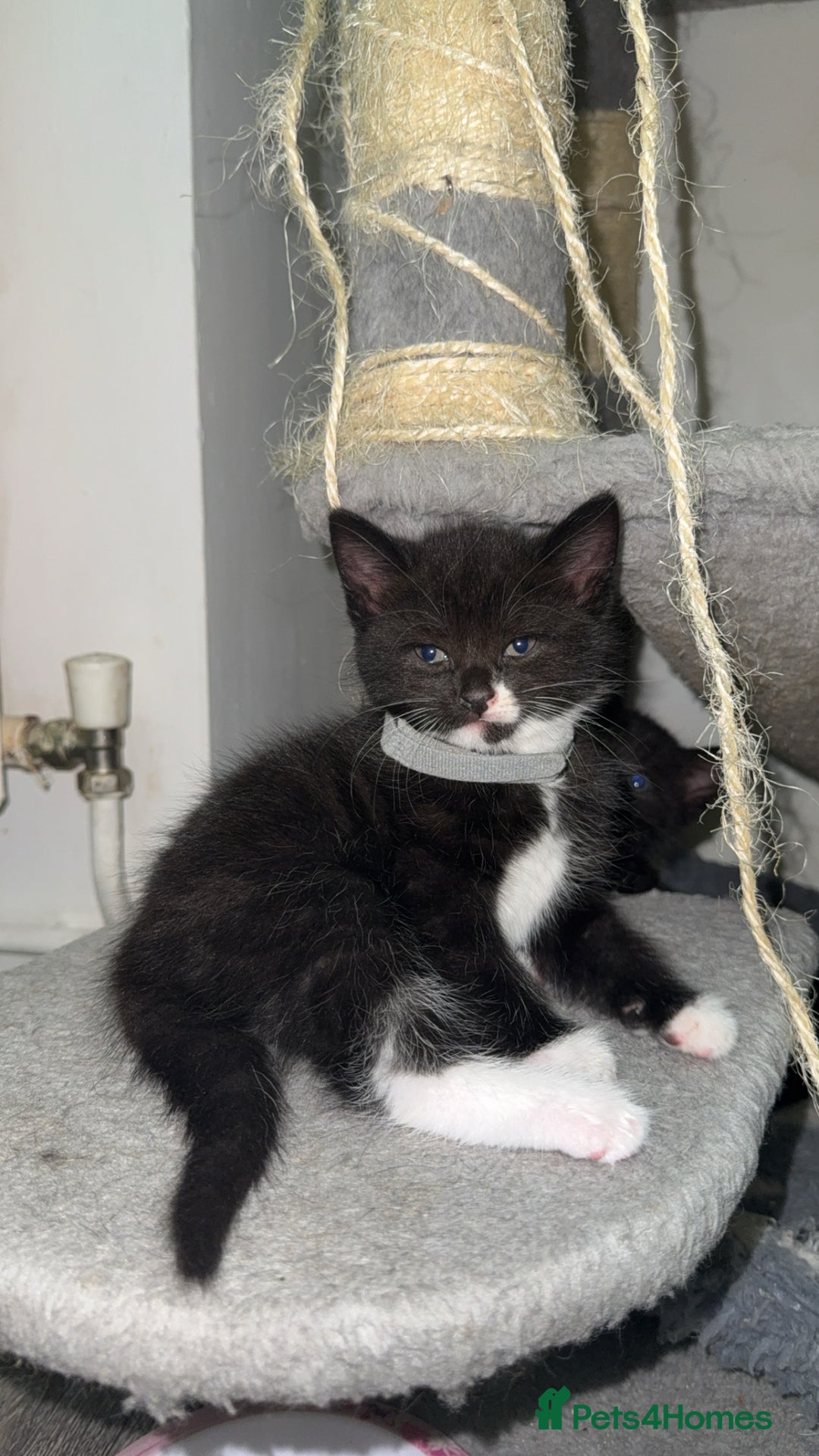 Mixed Breed cats for sale: Beautiful Kittens for sale!  - Image 17