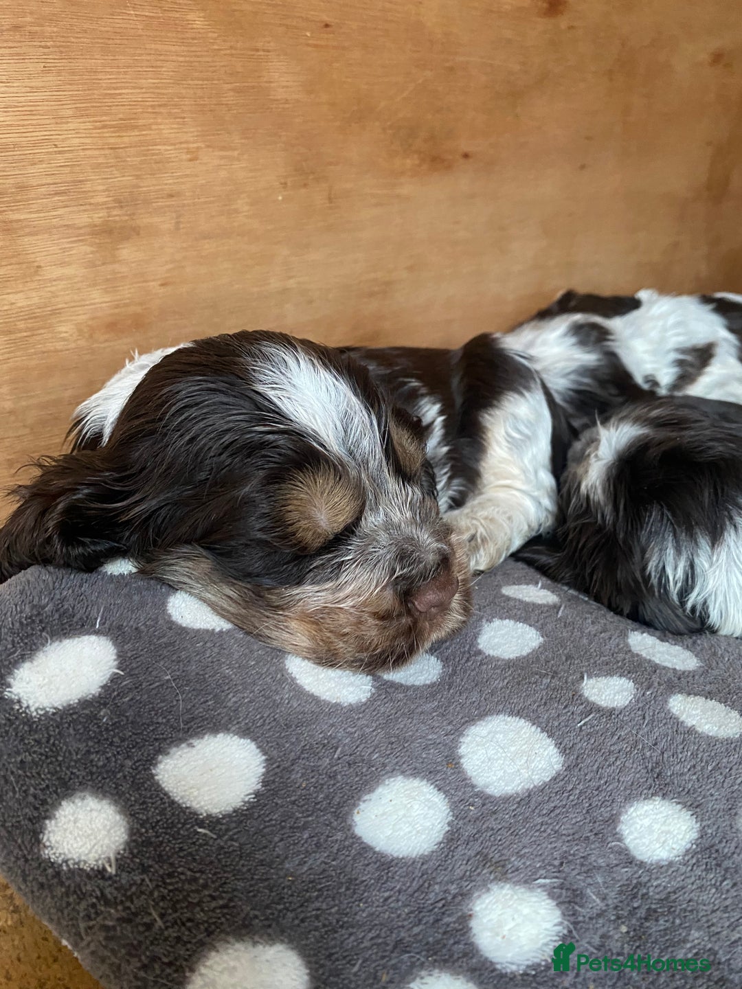 Cocker Spaniel dogs for sale: Lovely show Cocker spaniel puppies 🐶  - Advert 13