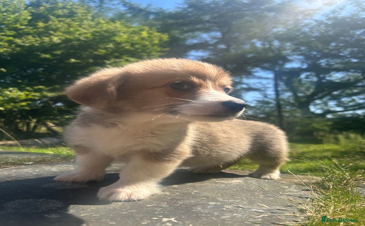 Welsh Corgi Pembroke dogs in Aberystwyth - Advert 6