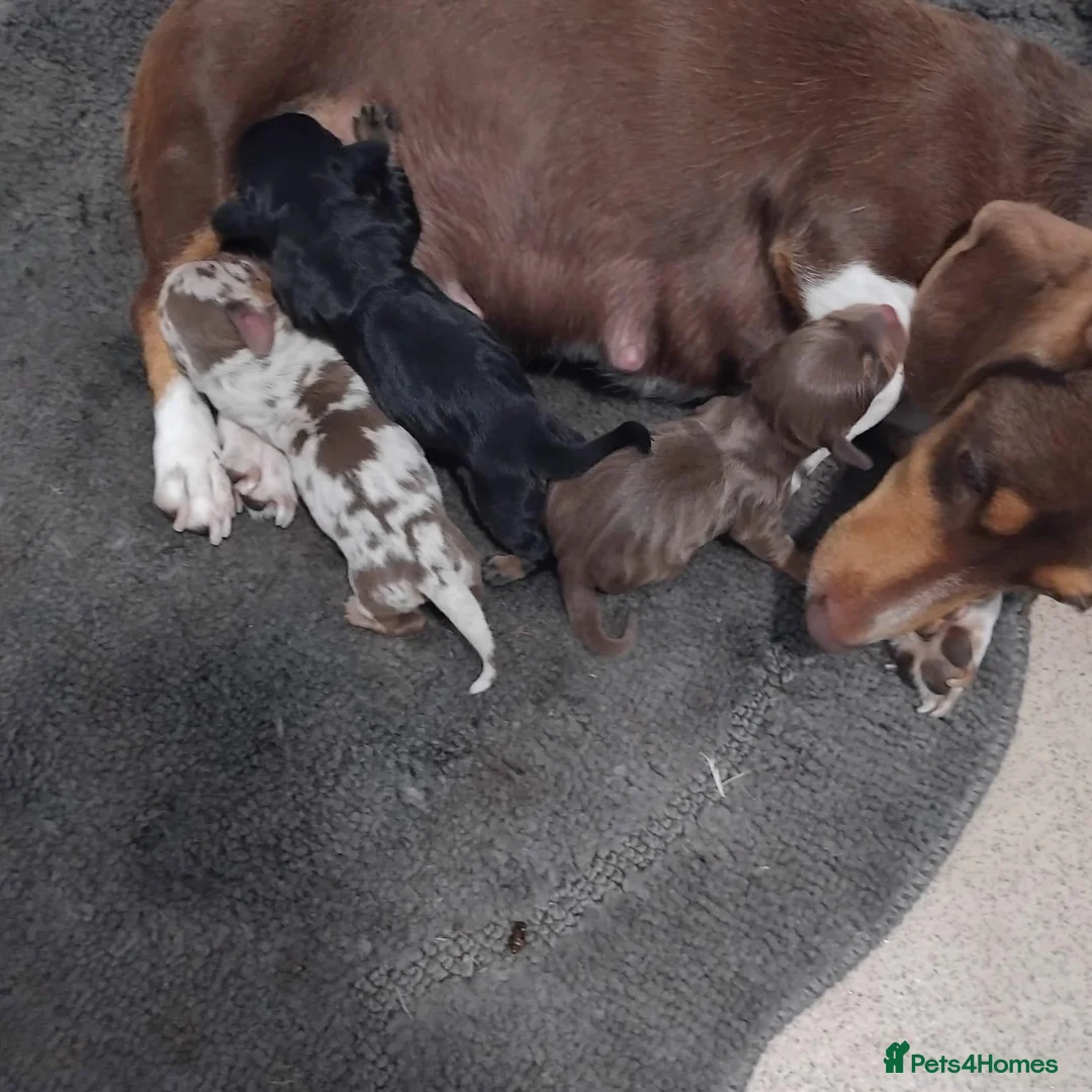 Dachshund dogs for sale: pedigree miniature dachshunds - Advert 1