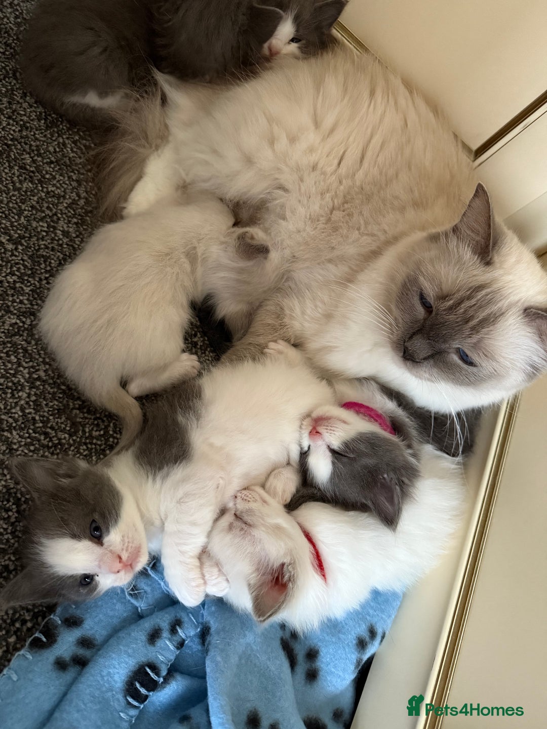 Ragcoon cats for sale: Beautiful Ragdoll x Mainecoon ready to leave   - Advert 1
