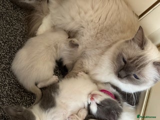 Ragcoon cats Beautiful Ragdoll x Mainecoon ready to leave - Advert 1