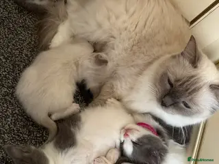 Ragcoon cats Ragdoll x Mainecoon 1 female left - Advert 1