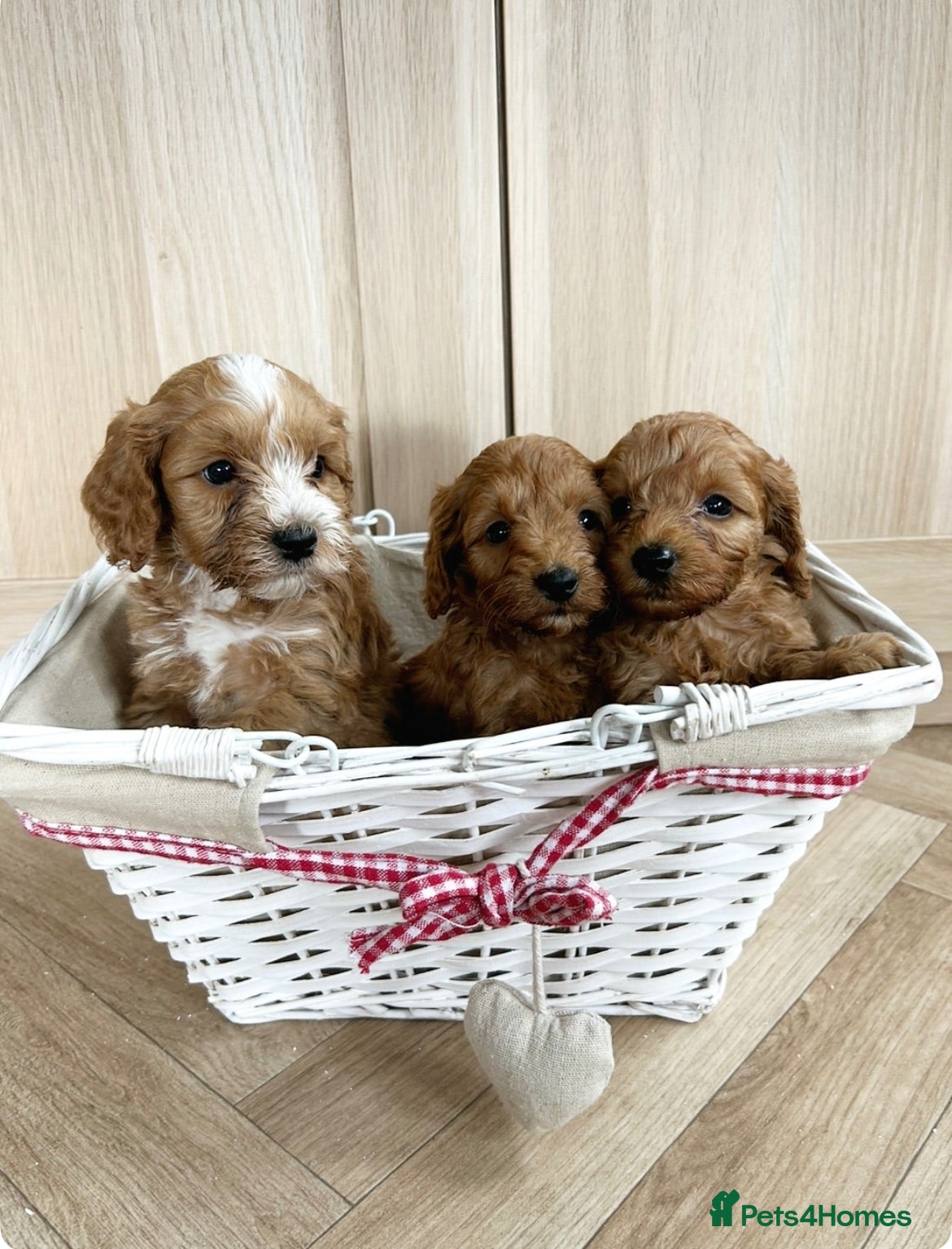 Cockapoo dogs Toy Cockapoo Puppies - Advert 8
